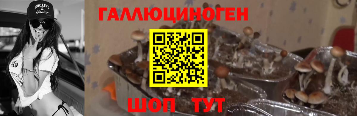 Галлюциногенные грибы Psilocybine cubensis Туапсе